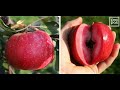 Лучшие  Cорта Яблонь  The Best Varieties Of Apple Trees