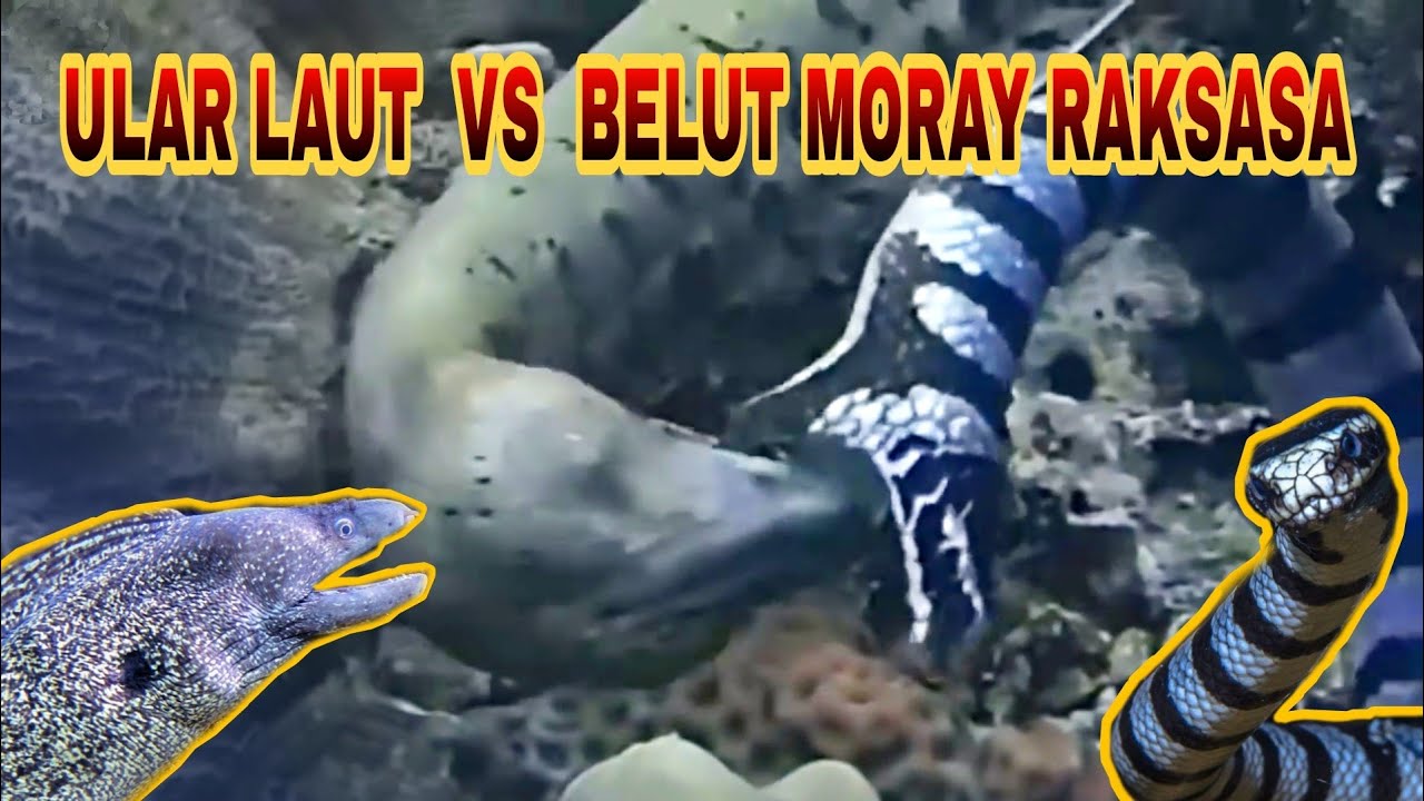 ULAR LAUT VS BELUT MORAY RAKSASA‼️DUEL SENGIT RIVAL ABADI‼️