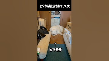 暇から解放されていく愛犬　#greatpyrenees #癒し #大型犬のいる生活 #大型犬と暮らす #大型犬 #グレートピレニーズ #犬のいる生活 #可愛い #愛犬 #ペット