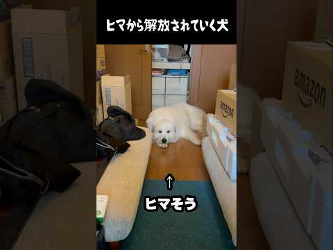 暇から解放されていく愛犬　#greatpyrenees #癒し #大型犬のいる生活 #大型犬と暮らす #大型犬 #グレートピレニーズ #犬のいる生活 #可愛い #愛犬 #ペット