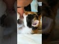 OUCH this cute kitty loves biting people