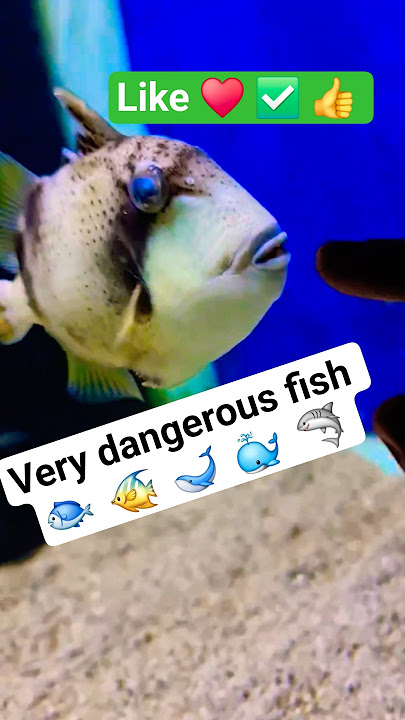 Avatar Nebula HMPK Betta Fish ExoticBreed Aqua #telescopefish #discusfish #angelfish #flowerhorn