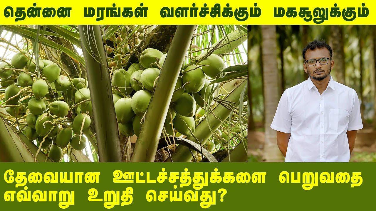 உங்கள் தென்னை மரங்களுக்கு போதிய ஊட்டச்சத்துக்கள் அளிக்கிறீர்களா?