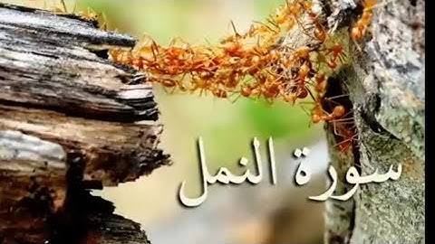 سورة النمل بصوت الشيخ سعد الغامدي بدون إعلانات