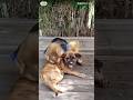 بندر اور کتا کی مزاحیہ لڑائی FunnyMonkey DogVsMonkey مزاحیہ AnimalFun Urdushorts 