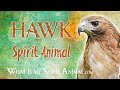 Hawk Spirit Animal | Hawk Totem & Power Animal | Hawk Symbolism & Meanings