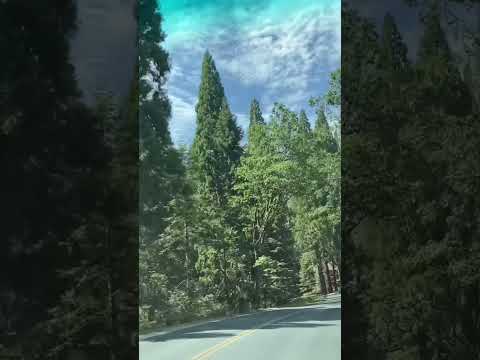 Video: Sequoia Camping - Kings Canyonin leirintäalueet