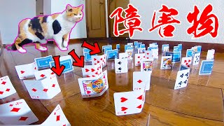 これが猫の身体能力だ！！