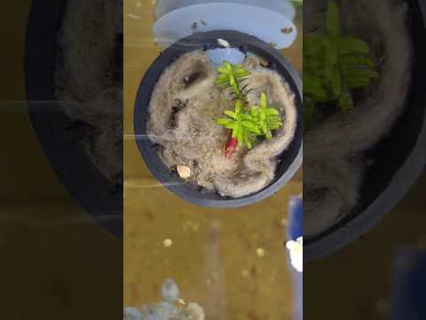 Video: Water Sprite Plant Info – Hoe Water Sprite In Aquaria Te Kweken