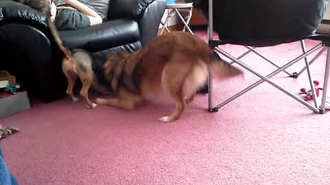 Doggie wrestling. No dogs were harmed....