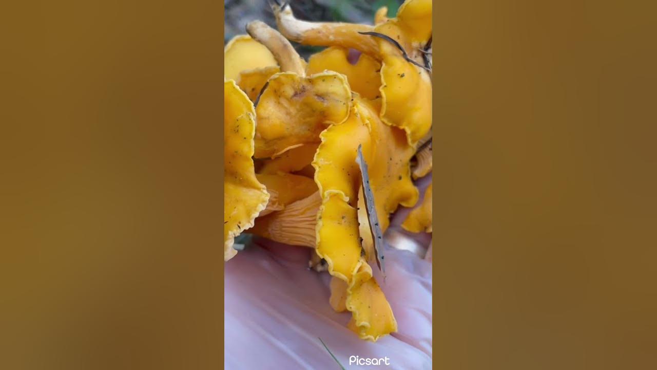 เก็บเห็ดป่าสวีเดน 2021 Kantareller 🇸🇪 เห็ดมันปู คานตาเรียล - YouTube