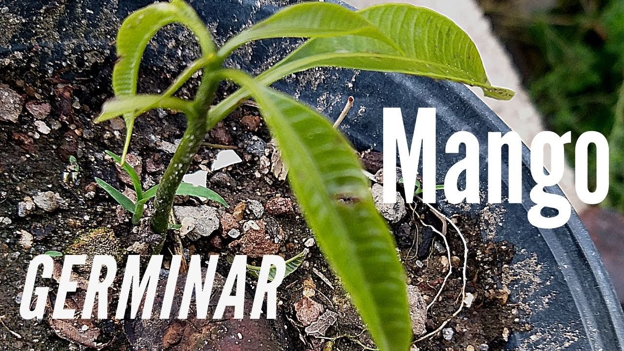 Como plantar semilla de mango