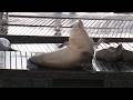 'Chonkers' Watch: Massive Stellar sea lion at San Francisco's Pier 39