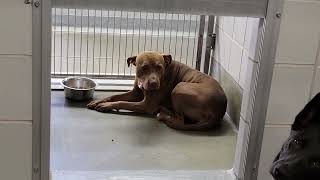 acs A674313