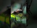 Spoiler alert: This firefly love story doesn't have a happy ending #ARealBugsLife