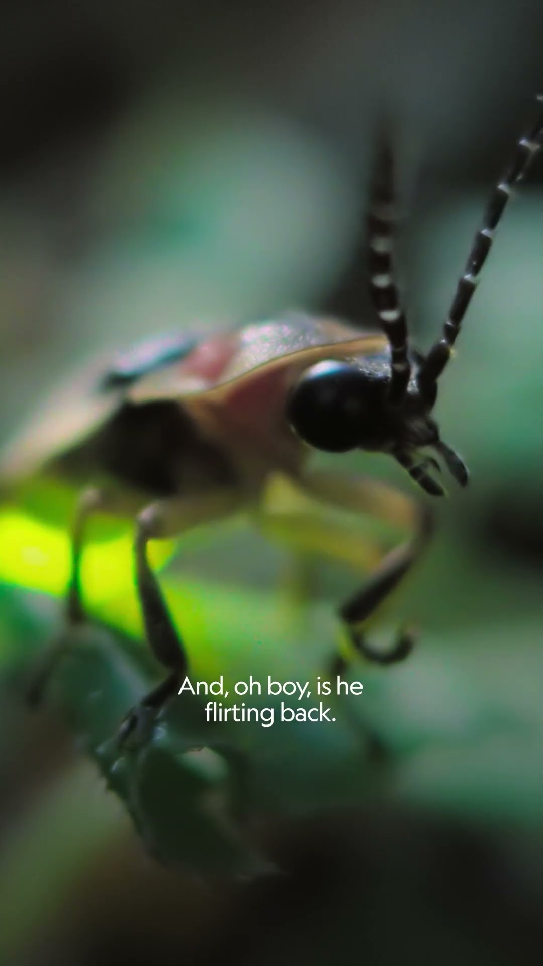 Spoiler alert: This firefly love story doesn't have a happy ending #ARealBugsLife