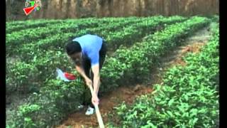 Kỹ thuật chăm sóc và thu hái chè vụ xuân