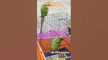 تلاوه عطره من الذكر الحكيم #اكسبلور #cutebird #foryou #birds