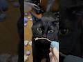 Giving my cat 100 toys for 100 subscribers! ✨