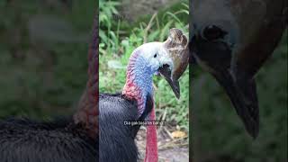 Burung Kasuari Si Burung Galak Dari Papua indonesia unik kasuari