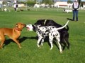 Dalmatians in the dog park