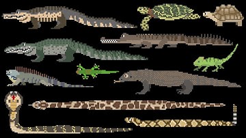 Reptiles - Snakes, Lizards, Crocodilians & Turtles - The Kids