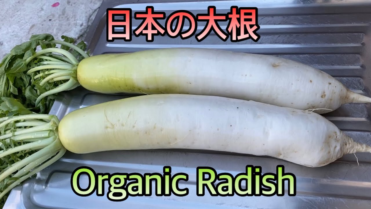 ORGANIC DAIKON OR RADISH LOW CALORIE HIGH FIBER VEGETABLE 