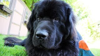 How to Exercise Your Newfoundland Dog