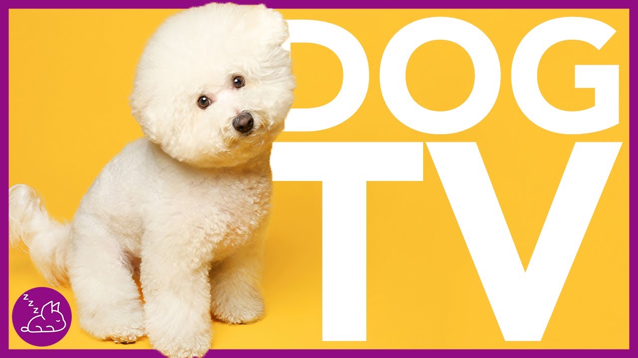 DOG TV EXTREMELY Entertaining TV for Dogs! NEW Virtual Dog Walk