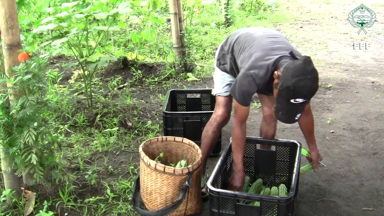 Rotonda Bio-farming Cluster Farmer