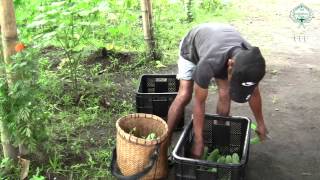 Rotonda Bio-farming Cluster Farmer