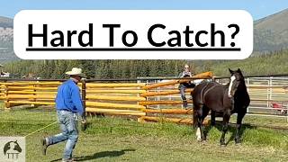 If Your Horse Is Hard To Catch, This Is Why (Sikanni Part 1)