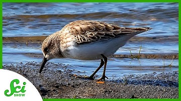 These Migrating Birds Fuel Up by Eating…Mud?