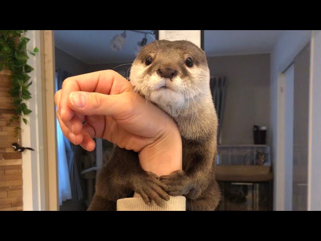 カワウソさくら 初めて会う人に対するリアクションとは？　Otter reaction to first-time meeters