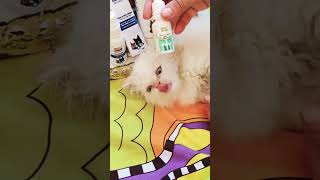 😸😻 علاج عث الاذن | علاج حشرات الاذن للقطط | القطة كيتى  هيلو كيتى  منزل هيلو كيتي