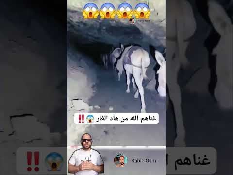 انظر ماذا وجدو داخل الغار