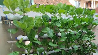 How to grow mustard green using plastic bottles at home