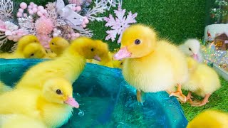 Funny ducklings swim, kitten playing by Funny Ducklings 2,032 views 6 days ago 1 minute, 53 seconds