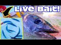 Live Baiting A School of Yellowfin TUNA Fish!  CATCH AND SELL!