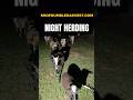 Moving the Flock at Night