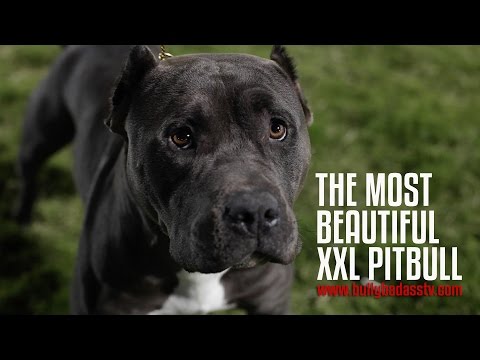 the most beautiful pitbull