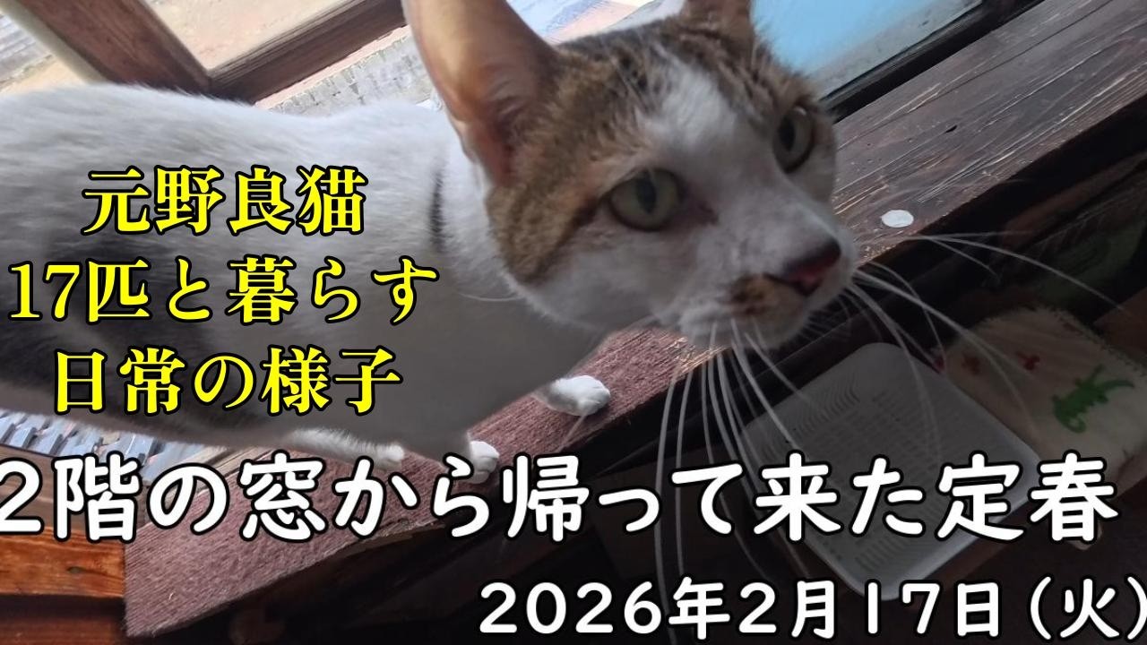 元野良猫17匹と暮らす日常の様子。2026年2月17日火曜日撮影記録