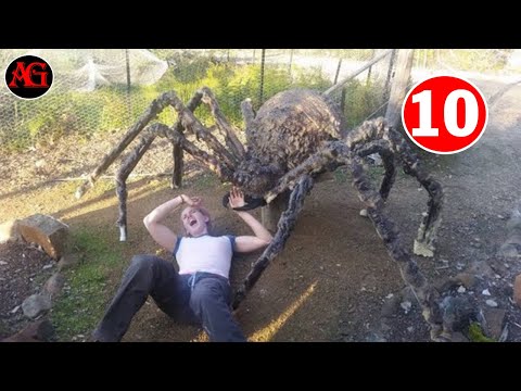 Video: Er en Tarantula Bite Farlig for Hunde?