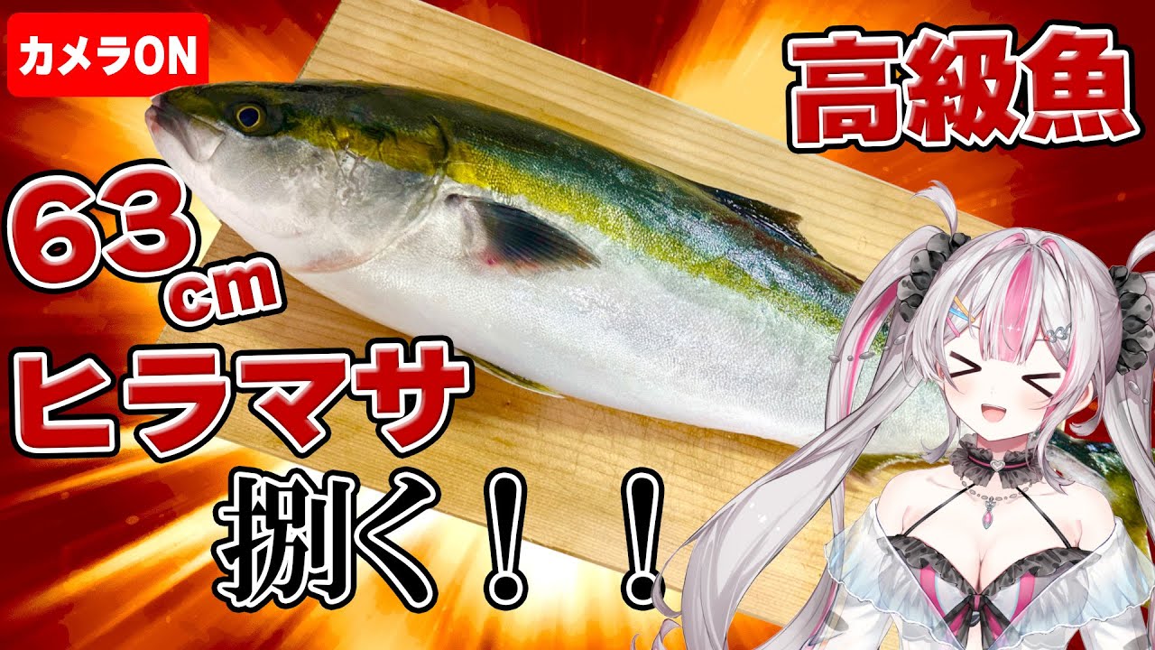 【実写料理】高級魚！熟成させた63cmのヒラマサを捌きます！！【桃川ニジマス/うおむすめ 】