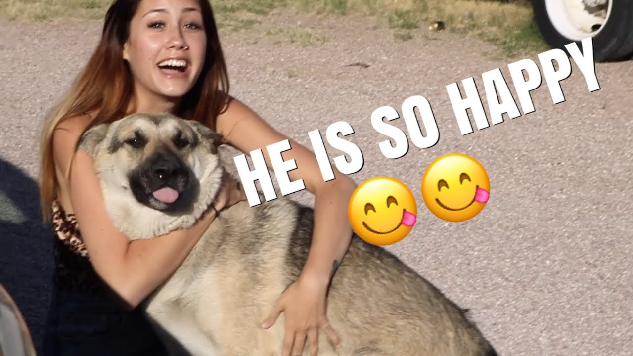 DOG AND OWNER REUNITE AFTER 10 MONTHS APART!!! (emotional) - YouTube