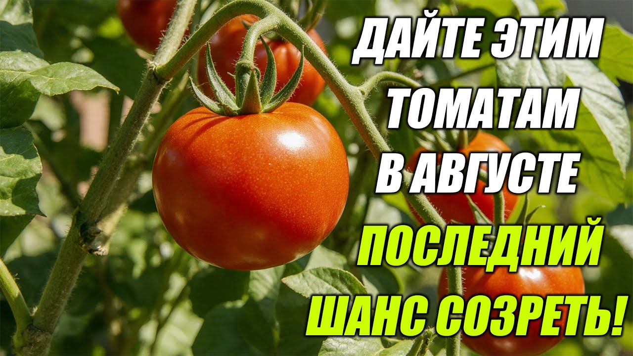 ПЕРЕВОДЖУ ТОМАТЫ НА СОЗРЕВАНИЕ ЗА 7 ДНЕЙ ОДНОЙ ПРОСТОЙ ПОДКОРМКОЙ!