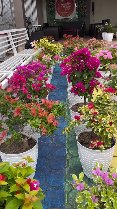Bougainvillea flowers rare collection / flowers bloom / tips and tricks how to grow bougainvillea