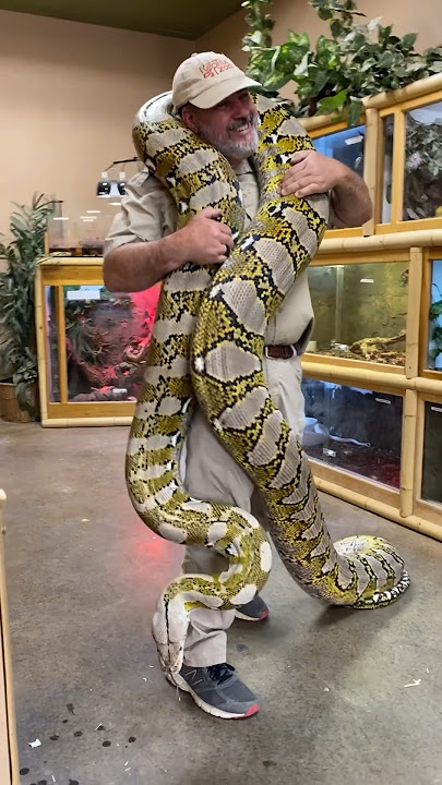 CARRYING A GIANT RETICULATED PYTHON🤯
