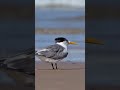 Bird Photography Tip From A Beach Packed With Terns