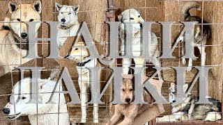 видео: Лайки с которыми мы охотимся. картинка: Лайки с которыми мы охотимся.